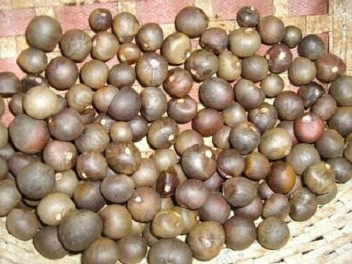 Green Camellia Sinensis Seeds for Planting