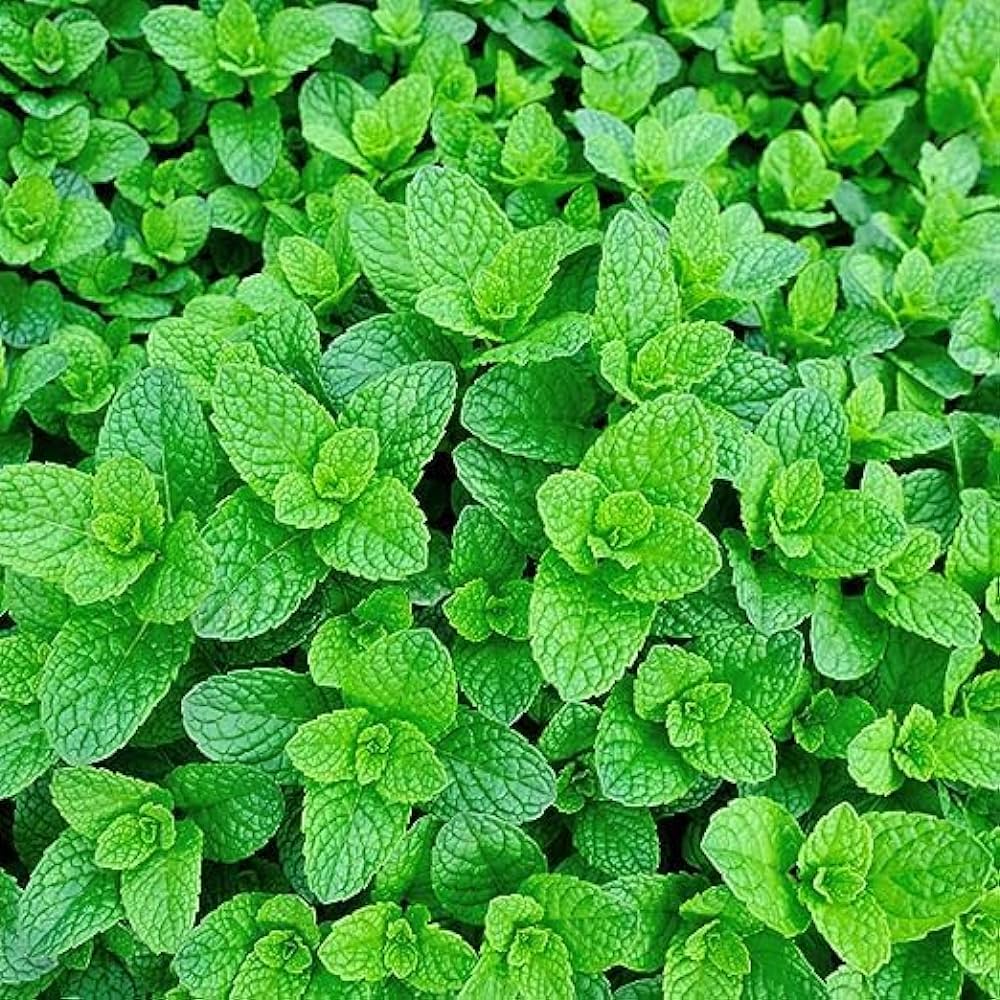 Green Vietnamese Mint Seeds for Easy Garden Planting