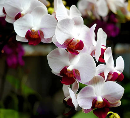 Multi-Colored Butterfly Orchid Flower seeds for Planting - Hardy Variety, Heirloom & GMO Free Seeds for Home Garden
Sale for planting in home garden.