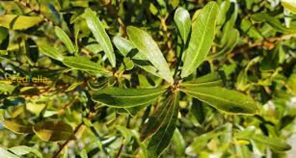 Green Wax Myrtle Seeds For Planting Year-Round Evergreen Growth Plant Seeds