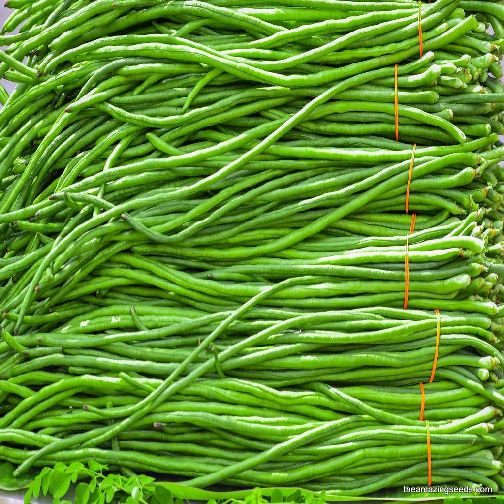 Green Asparagus Bean Seeds for Planting