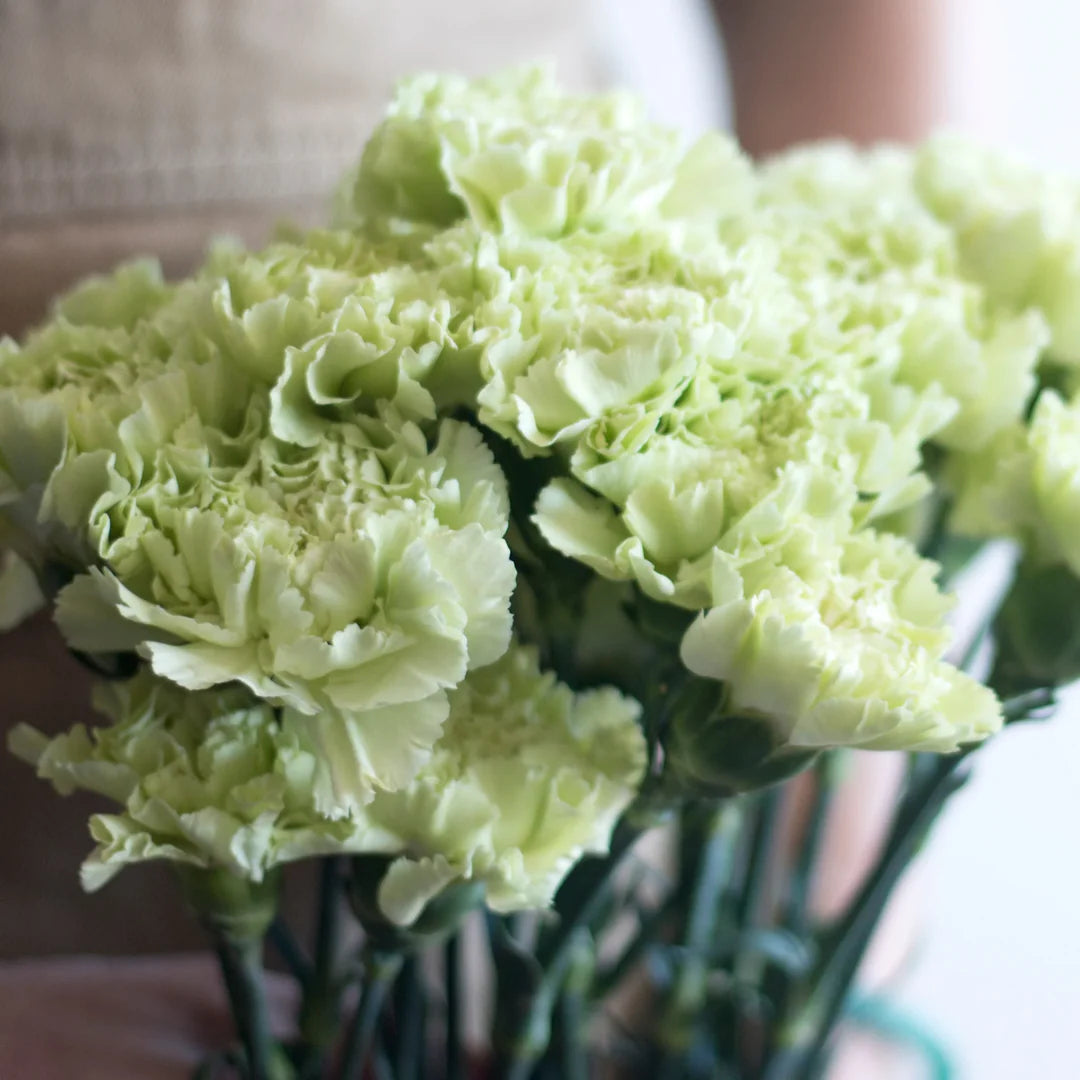Green Carnation Flower seeds for Planting Long Bloom Season Heirloom & GMO Free Seeds for Home Garden