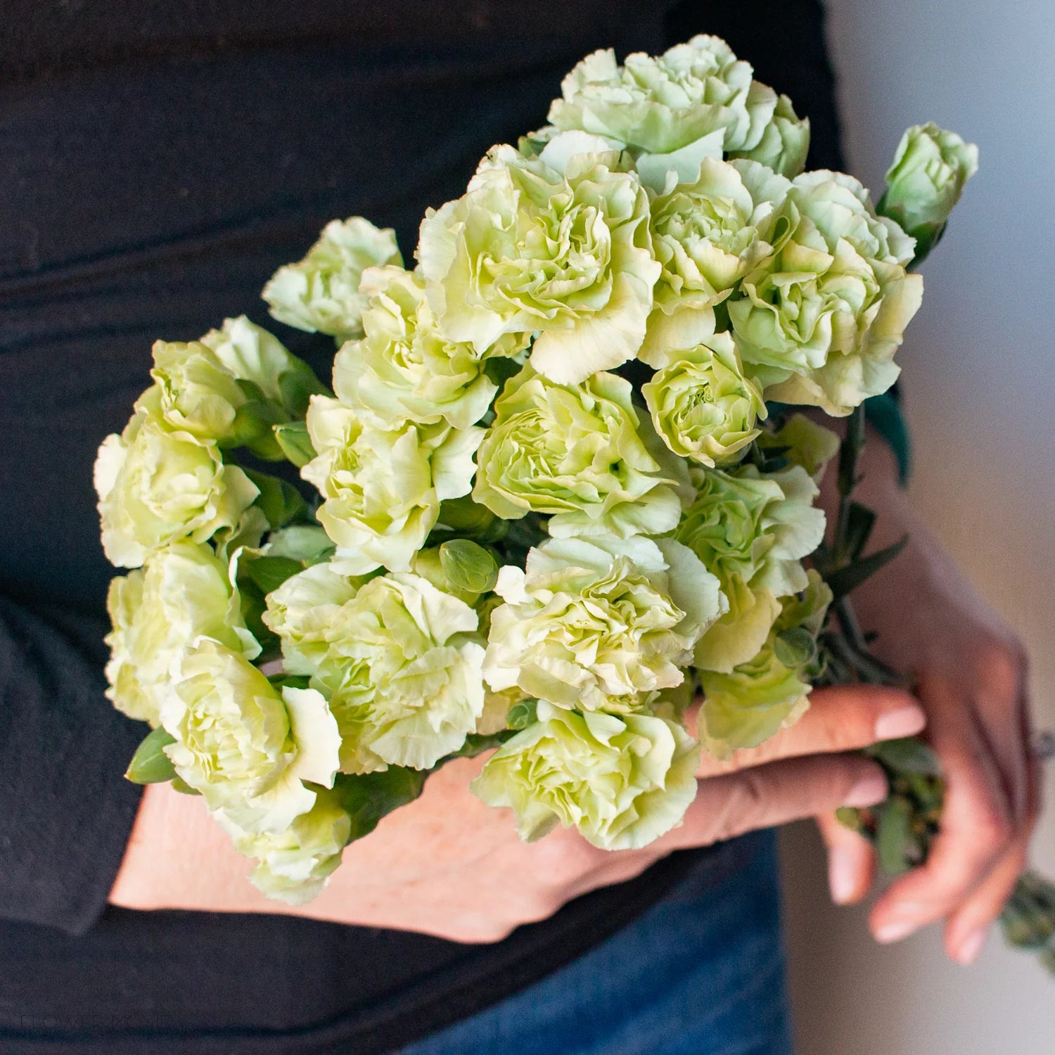 White Green Dianthus Caryophyllus Flower Seeds for Planting Wildflower Mix Heirloom & GMO Free Seeds for Home Garden
Sale