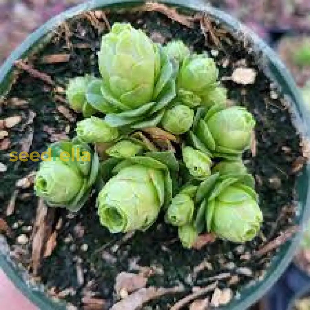 Greenovia Flower Seeds For Planting - Gorgeous Perennial Blooms Your Garden