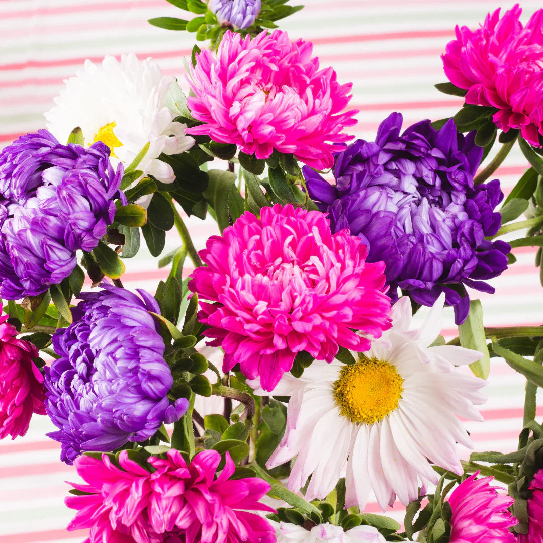 Aster flower seeds growing in home garden beds