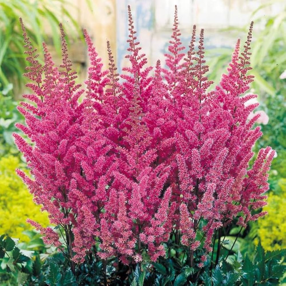 Astilbe flower seeds growing in shaded garden areas
