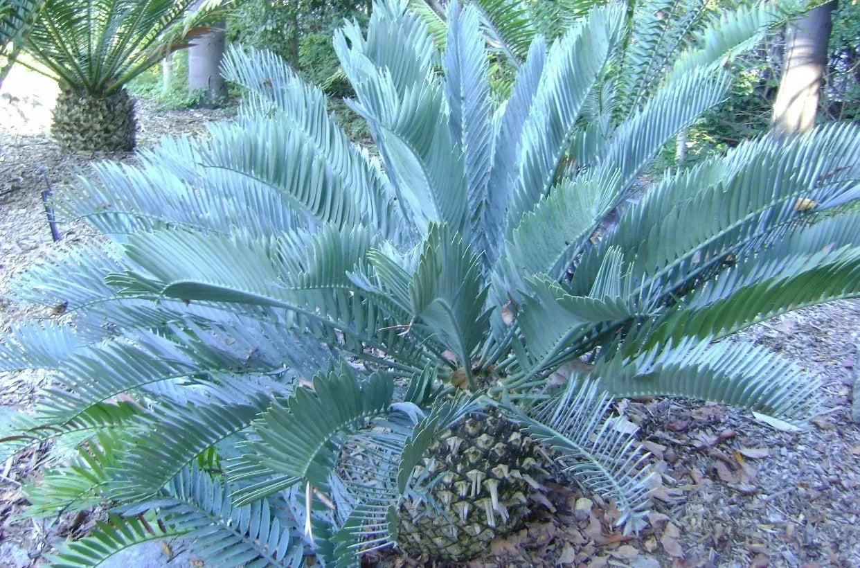 Blue Cycas tropical plant growing from seeds