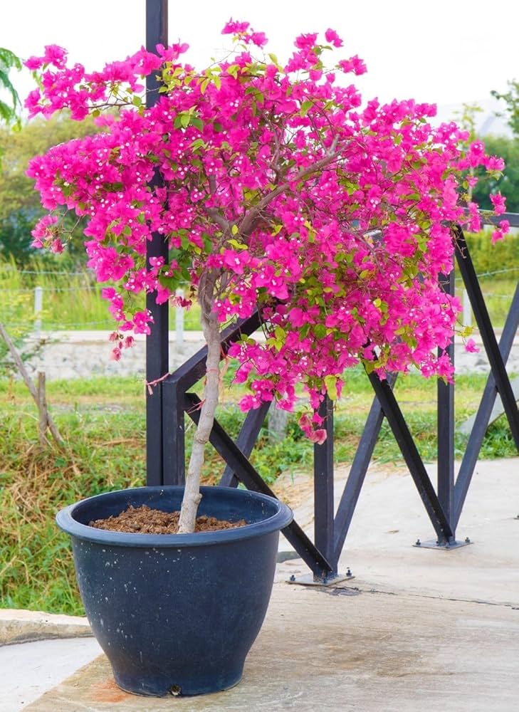 Bougainvillea seeds growing into vibrant garden plants
