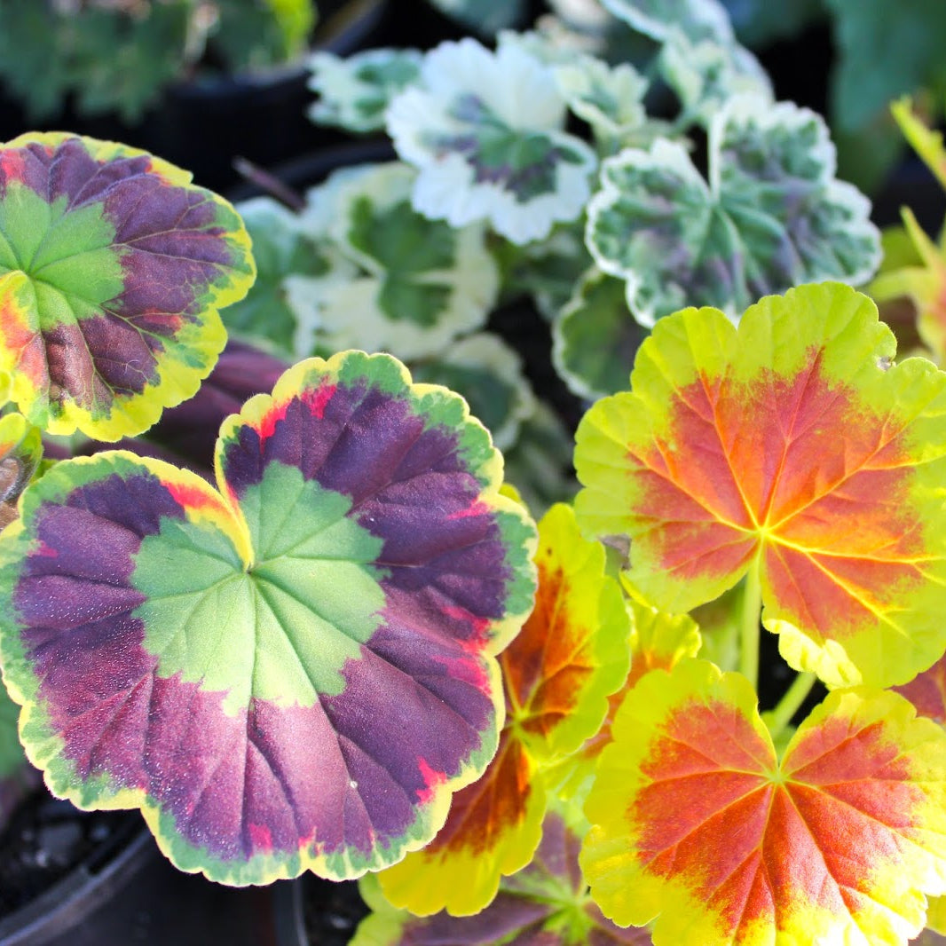 How to grow mixed leaf geranium plants from seeds