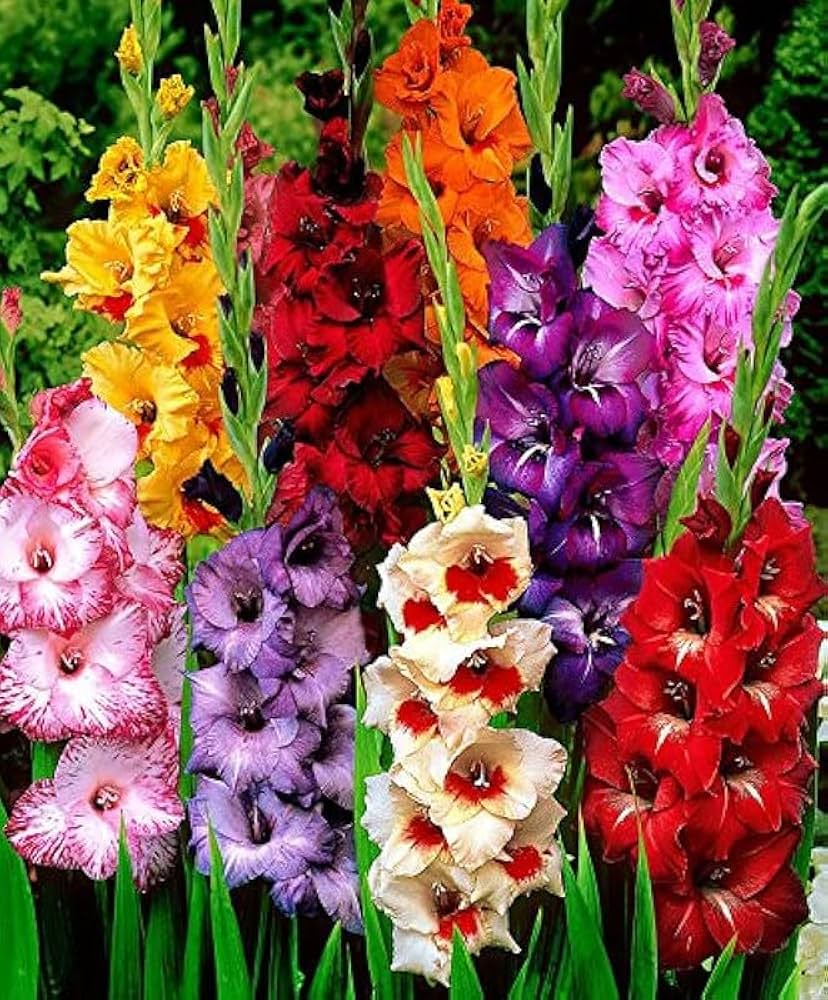 How to grow Lavender Tulip from seeds