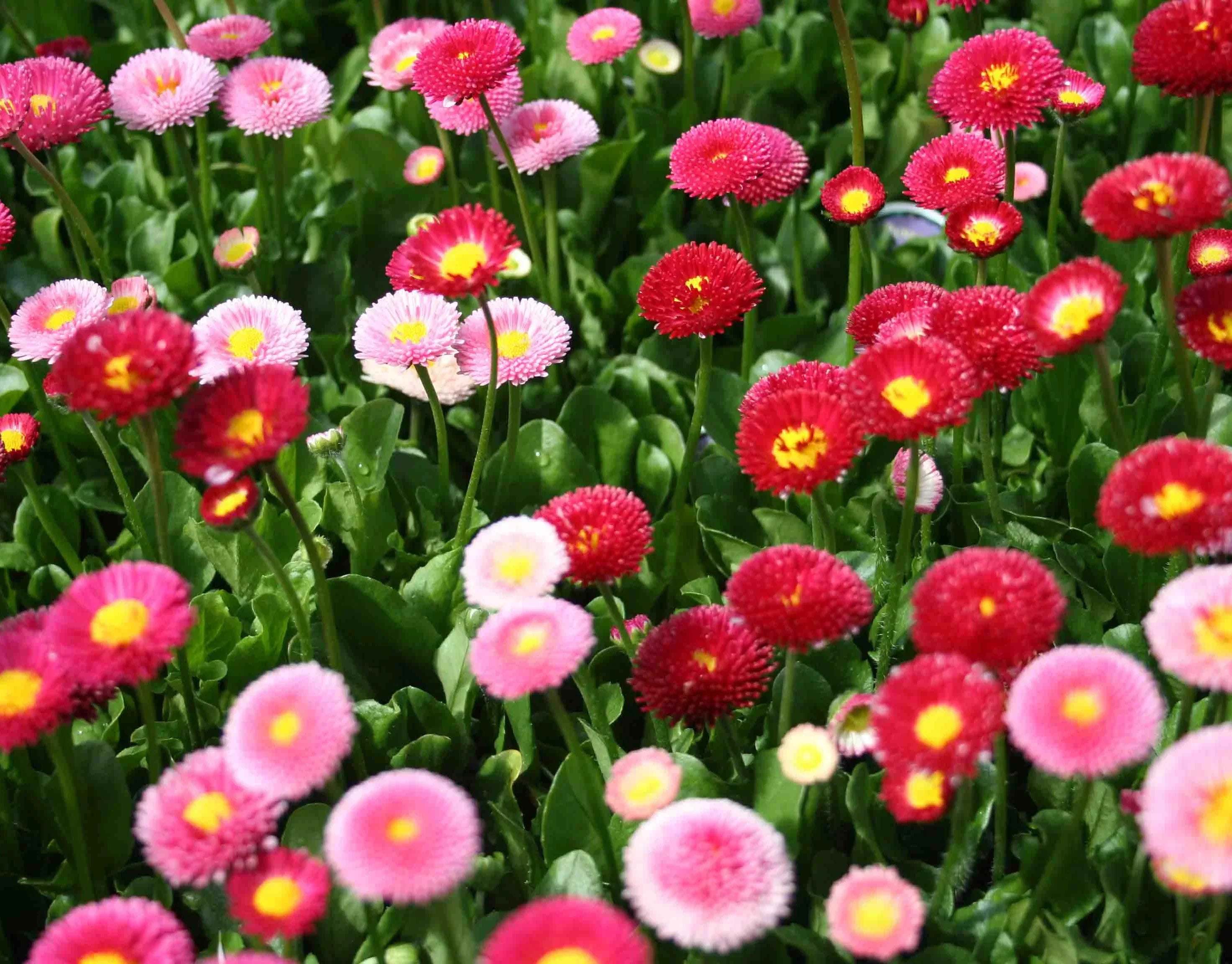 How to grow Leucanthemum Shasta Daisies from seeds