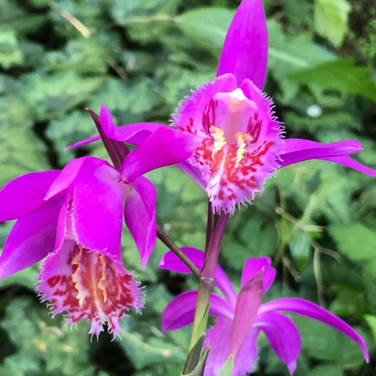 Guide to growing pink Butterfly Orchids from seeds
