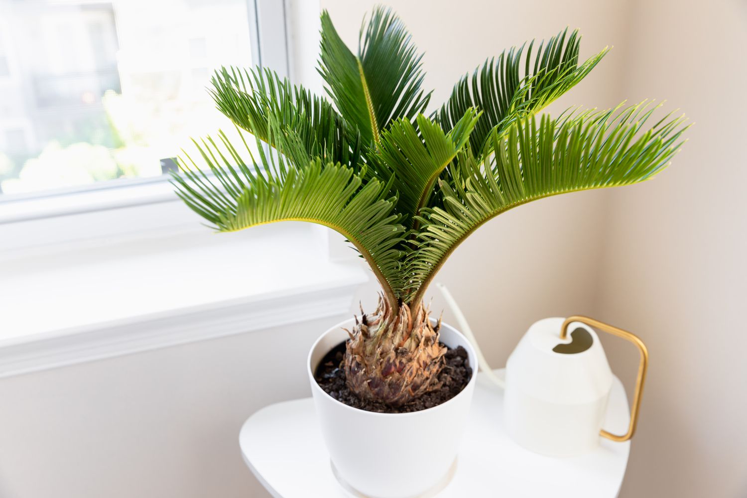 Unique Green Sago Cycas Plant Seeds For Easy Planting Seeds