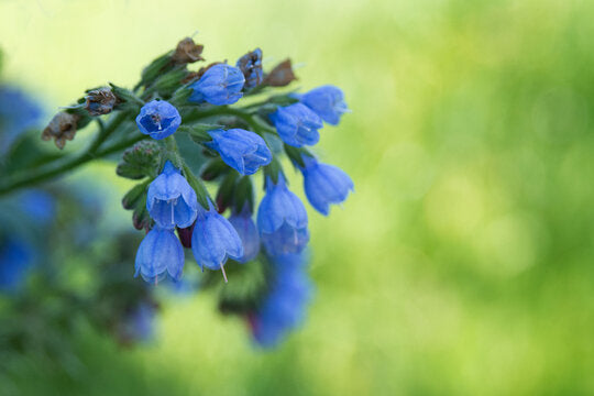 How to grow Symphytum Flower Seeds