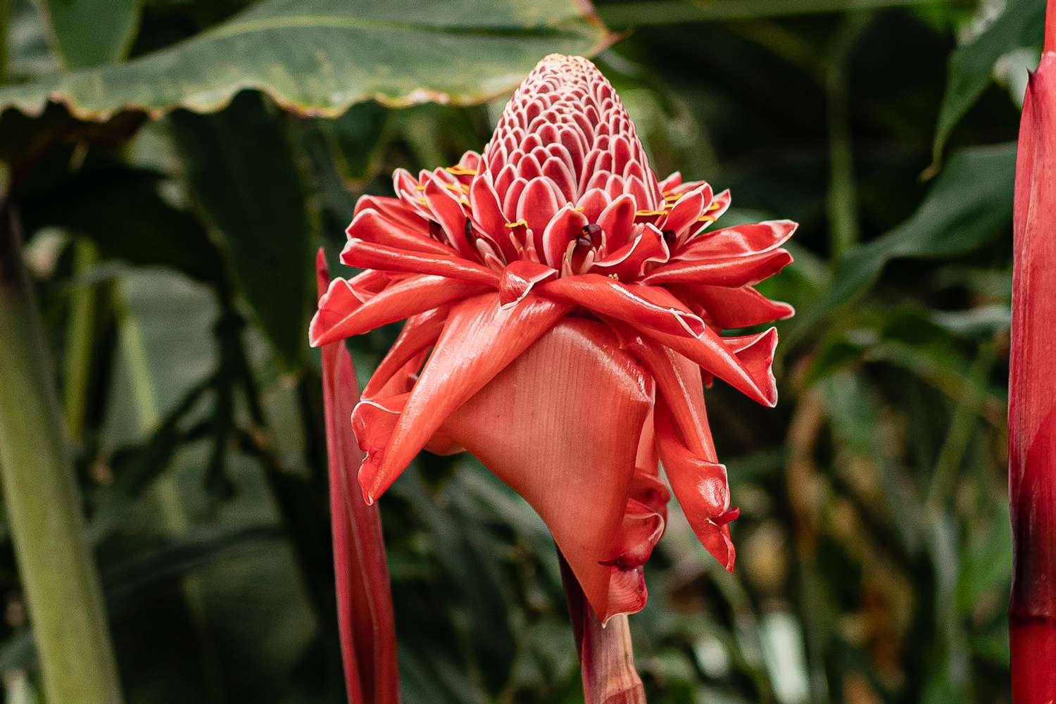 Red Etlingera Flower seeds for Planting - Compact Growth, Heirloom & GMO Free Seeds for Home Garden