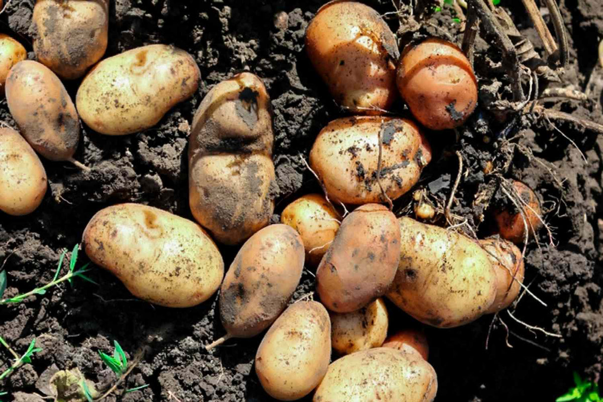 Brown Potato Vegetable Seeds for Easy Planting for Planting, Premium Seeds | Heirloom Non-GMO - Evergrowseeds