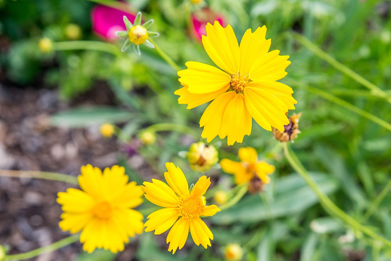 Tickseed Flower seeds for Planting Premium Quality Heirloom & GMO Free Seeds for Home Garden
Sale