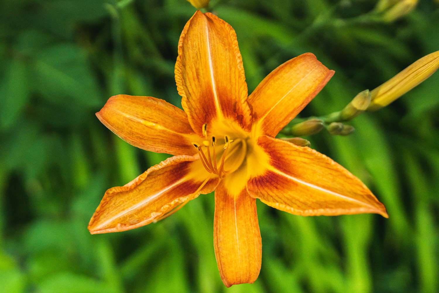 Orange Hemerocallis Flower seeds for Planting Wildflower Mix Heirloom & GMO Free Seeds for Home Garden