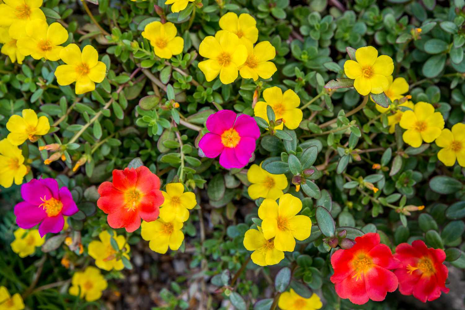 Portulaca Portulaca grandiflora Seeds for Planting - Great for Flower Bed & Urban Garden