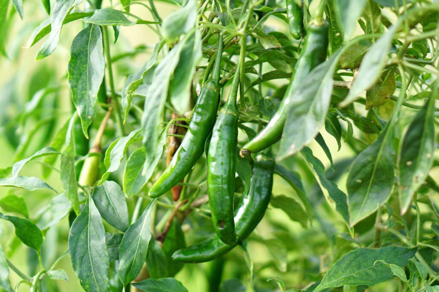 Mixed Serrano Chili Seeds for Home Gardening