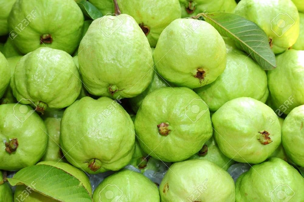 Guava tree with ripe fruits