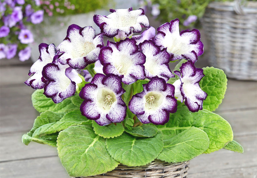 Violet White Gloxinia Flower seeds for Planting - Cottage Garden Essential, Heirloom & GMO Free Seeds for Home Garden