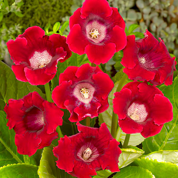 Red Yellow Gloxinia Sinningia Flower Seeds for Planting Drought Tolerant Heirloom & GMO Free Seeds for Home Garden
Sale