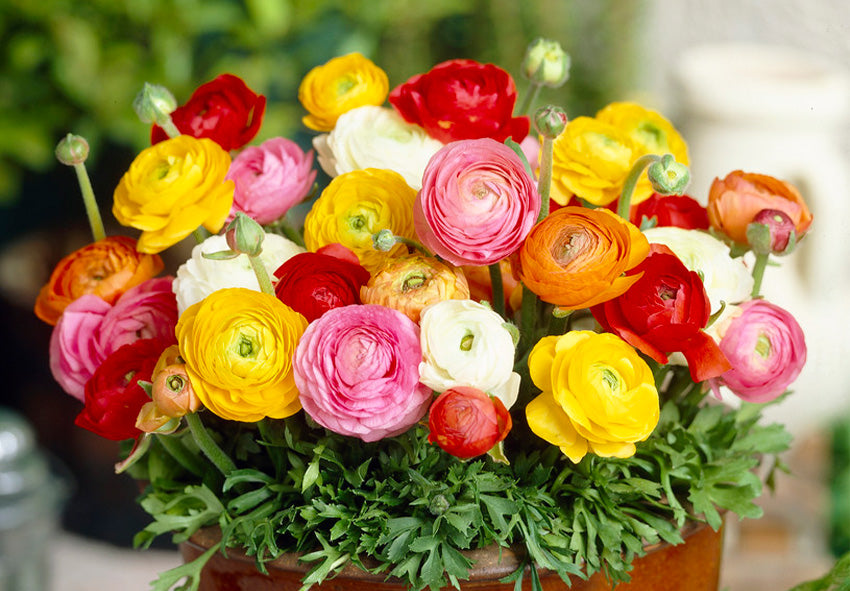 Ranunculus Persian Buttercup Flower seeds blooming in flower beds, containers, borders, and pollinator-friendly gardens
