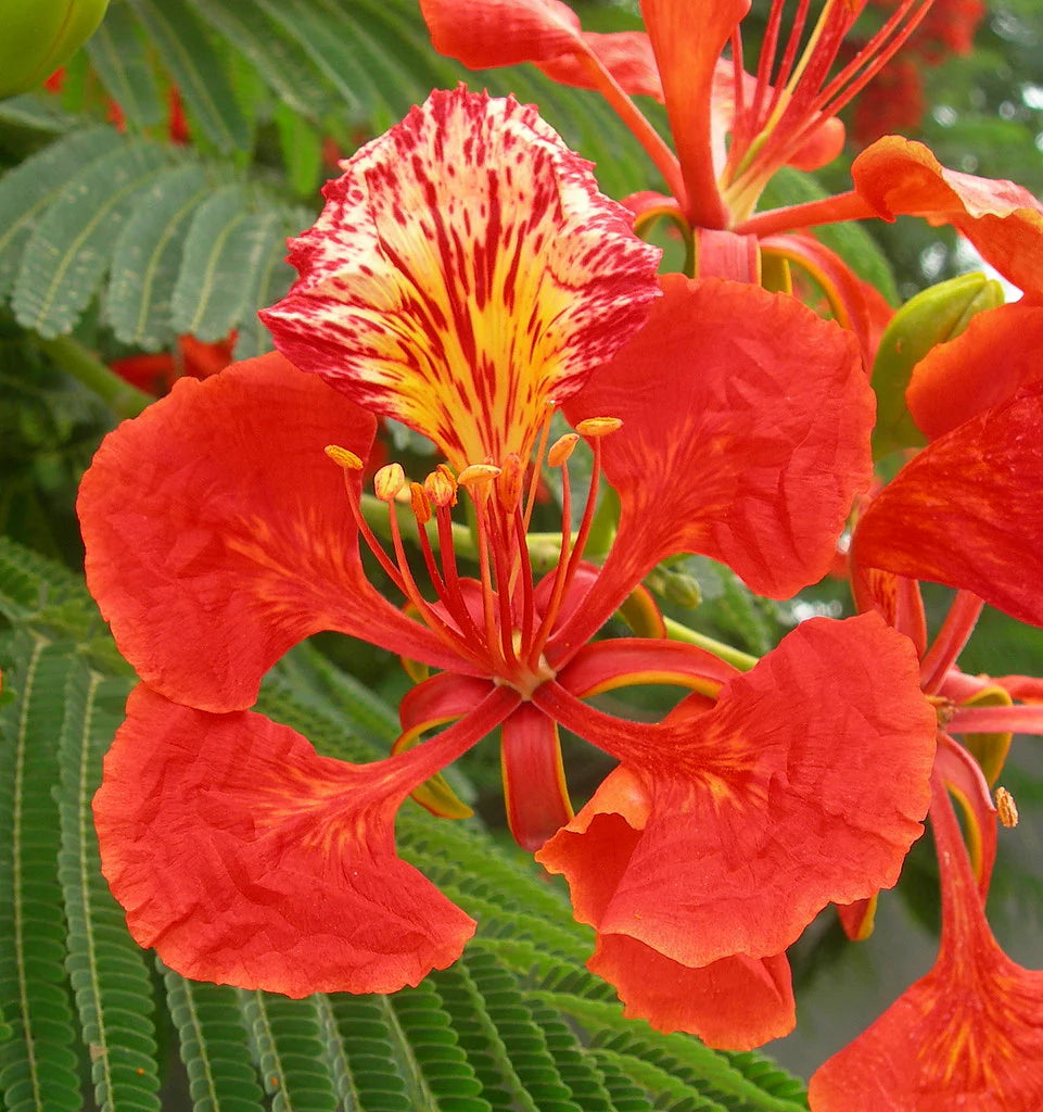 Red Flamboyant Tree Seeds Planting