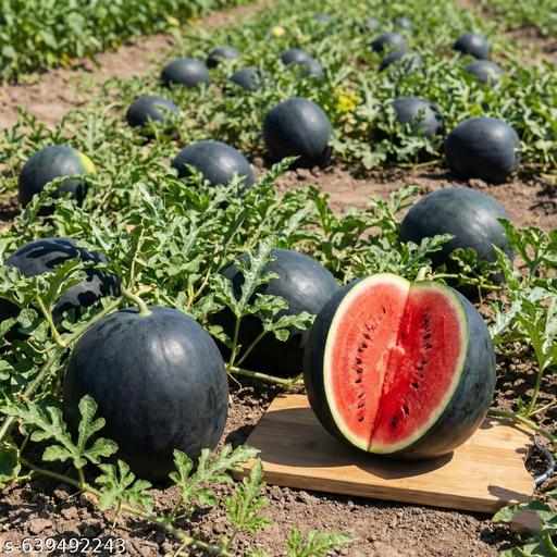 Densuke Watermelon Seeds for Planting | Grow Sweet and Juicy Watermelons at Home