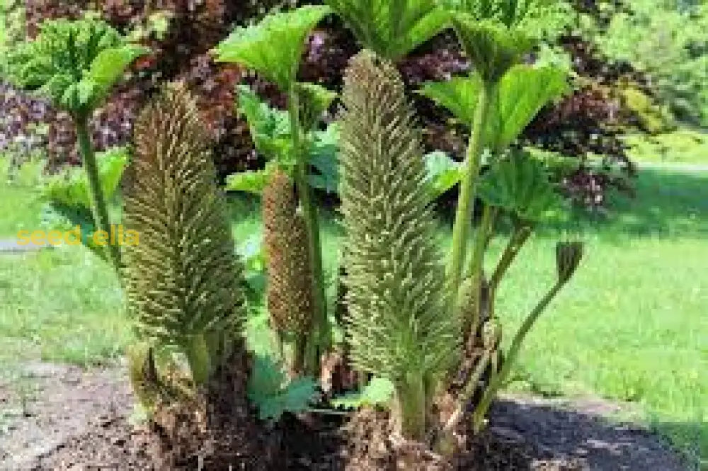 Gunnera Manicata Giant Seeds For Planting - Bold Foliage Garden Addition Plant Seeds