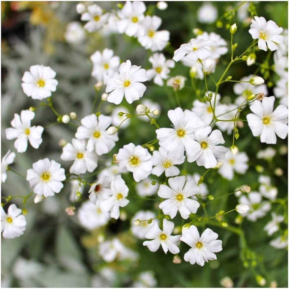 Heirloom Waterhyssop Flower seeds blooming in flower beds, containers, borders, and pollinator-friendly gardens