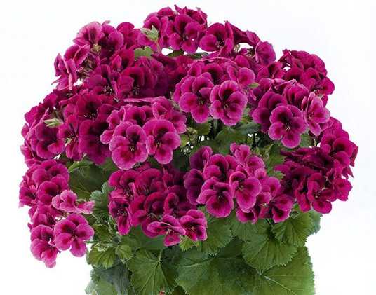 Hanging Purple Geranium Plants for Baskets and Containers