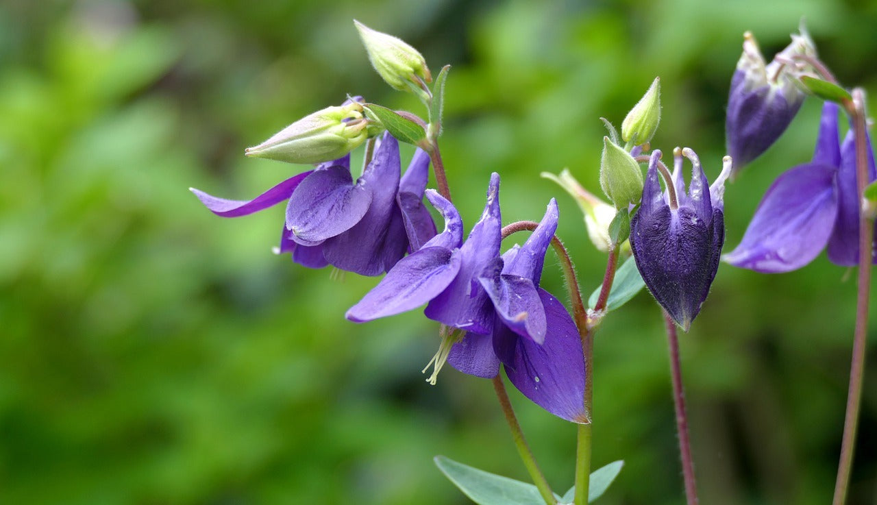Violet Viticella Flower seeds for Planting - Cut Flower Favorite, Heirloom & GMO Free Seeds for Home Garden