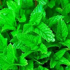 Harvested fresh mint leaves for culinary use