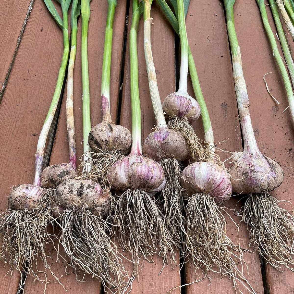 Vibrant Garlic Vegetable Seeds For Planting: Perfect Colorful Gardens Seeds