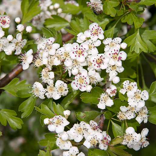 White Crataegus Flower Seeds for planting
