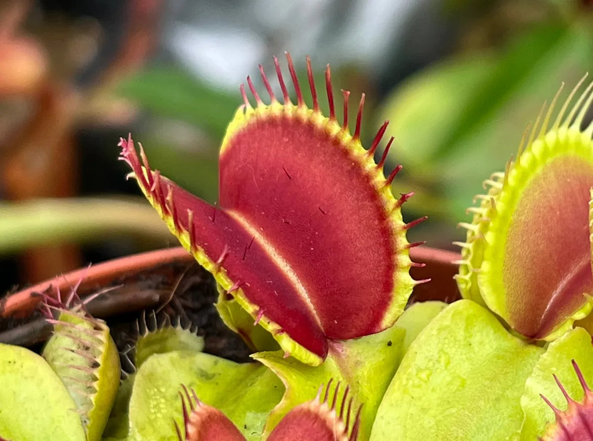 Sonnentau Clip Venus Flytrap Seeds for Planting home garden flower bed
