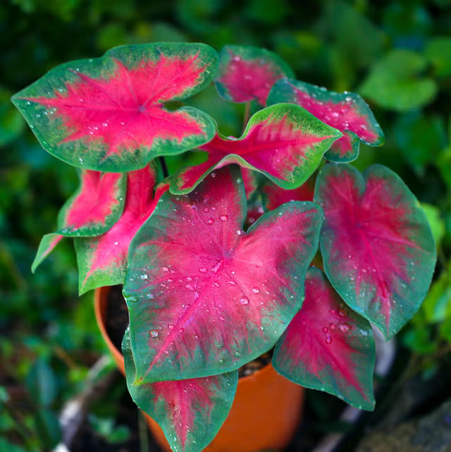 Light Pink Green Caladium Leaf Seeds for Planting Low Maintenance Heirloom & GMO Free Seeds for Home Garden
Sale