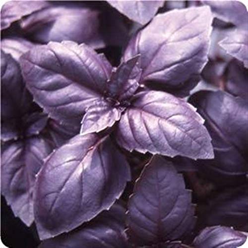 Heirloom Aromatic Basil seeds for planting