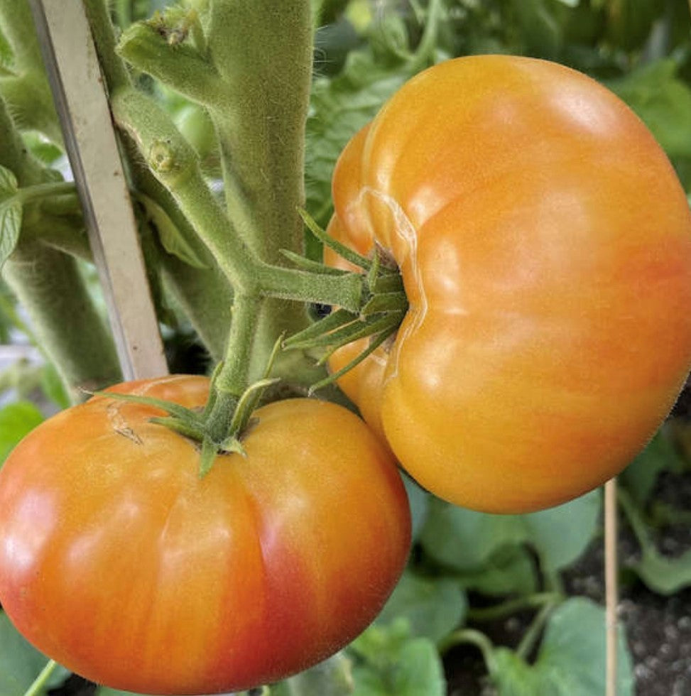 Heirloom Dark Orange Tomato seeds for garden planting