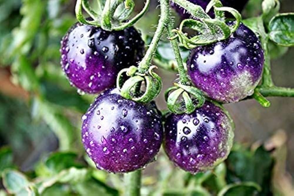 Large heirloom purple tomatoes on vine