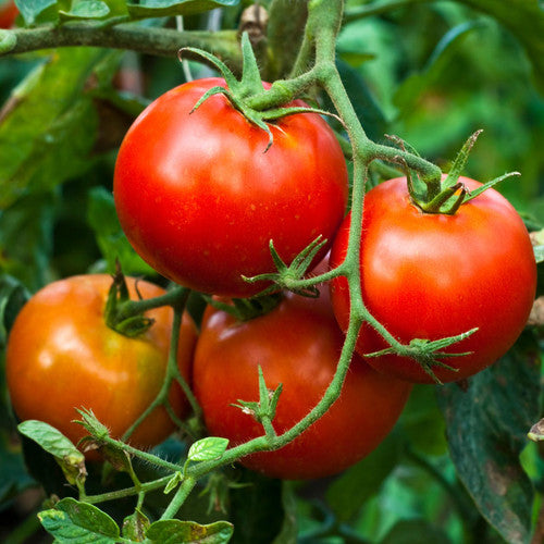 Red Peron Sprayless heirloom tomatoes on vine
