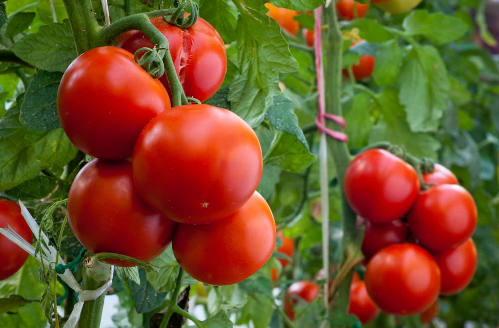 Heirloom tomato seeds in bulk for heavy yields