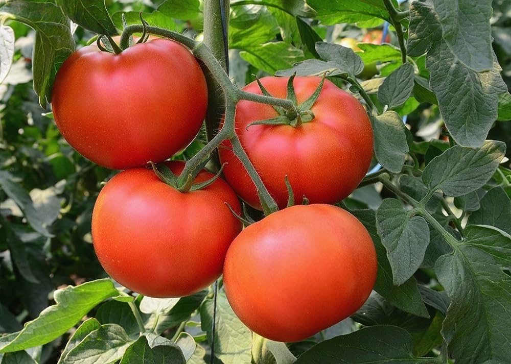 Vecchio Wyandotte tomatoes growing on plant