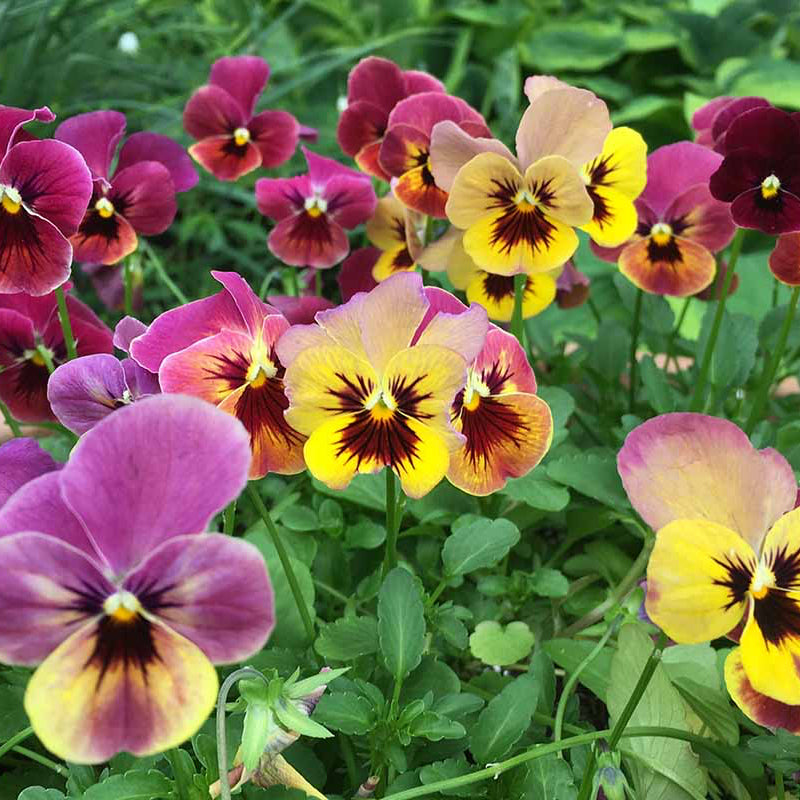 Pansy Seeds – Organic Non-GMO Garden Flowers for Winter and Spring