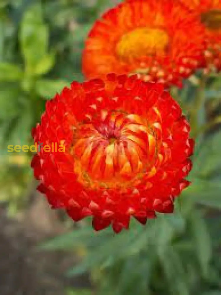 Helichrysum Red Bracteatum Flower Seeds For Planting Vibrant Annuals