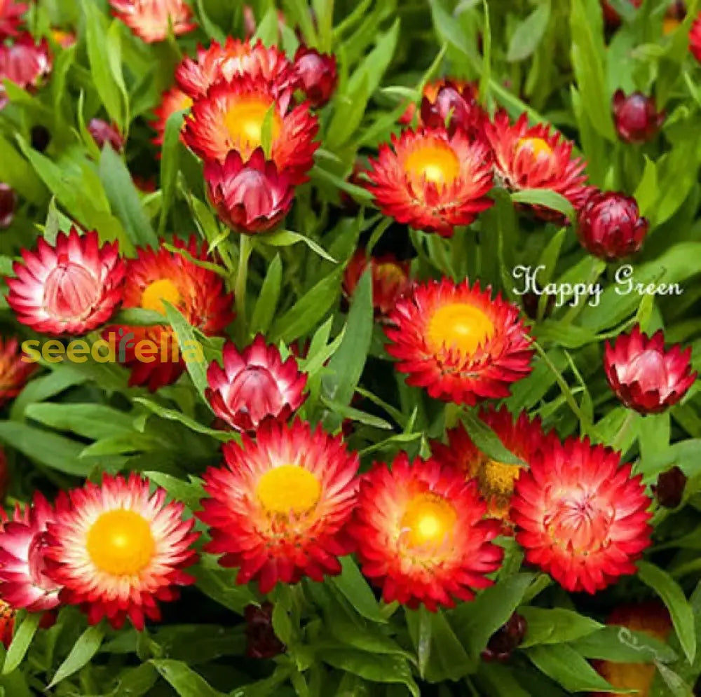 Helichrysum Red Bracteatum Flower Seeds For Planting Vibrant Annuals