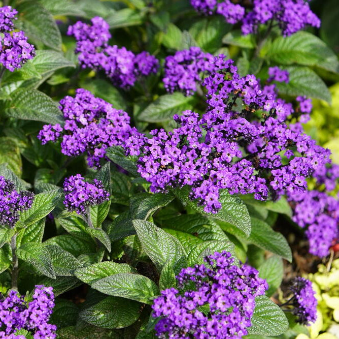 Fresh Heliotrope Flower seeds for Planting - Shade Tolerant, Heirloom & GMO Free Seeds for Home Garden