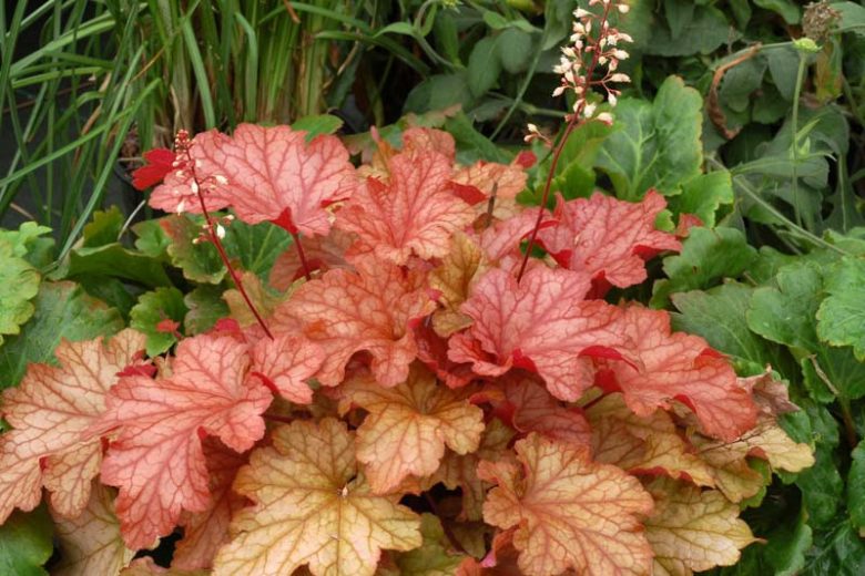Light Orange Heuchera Flower Seeds for Planting Heirloom NONGMO Seeds for Garden Growth Colorful Display
Sale